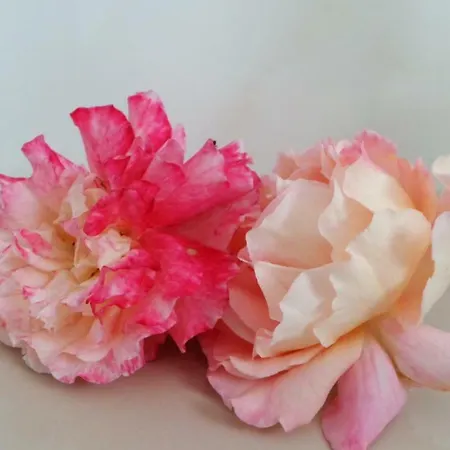 Ferien Im Reetdachhaus Διαμέρισμα