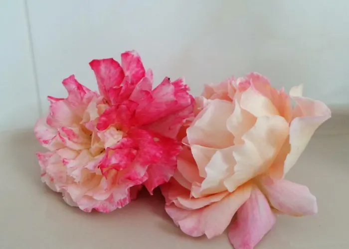 Ferien Im Reetdachhaus Appartamento